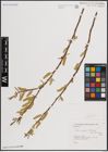 Foto von Salix excelsa S. G. Gmel.